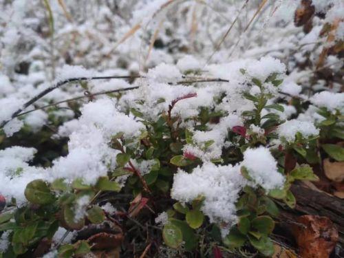 中國(guó)最北城市漠河的雪域魅力，降雪景象引矚目