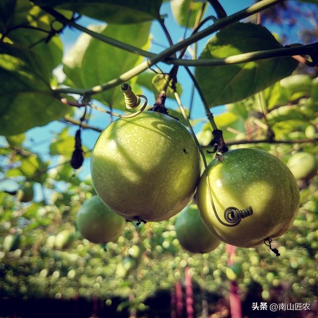 最新百香果種植技術(shù)，高效可持續(xù)農(nóng)業(yè)實(shí)踐探索